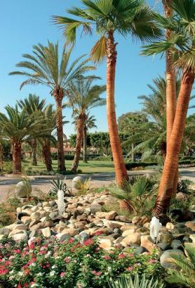 Kyperský hotel Palm Beach se zahradou