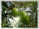 Olivovník na ostrově Kypr